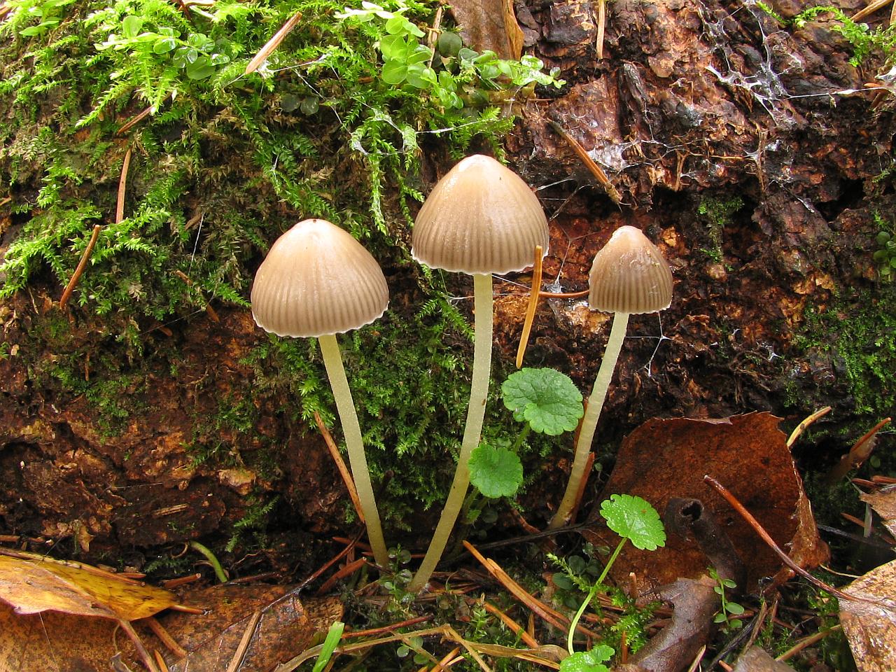 Mycena epipterygia