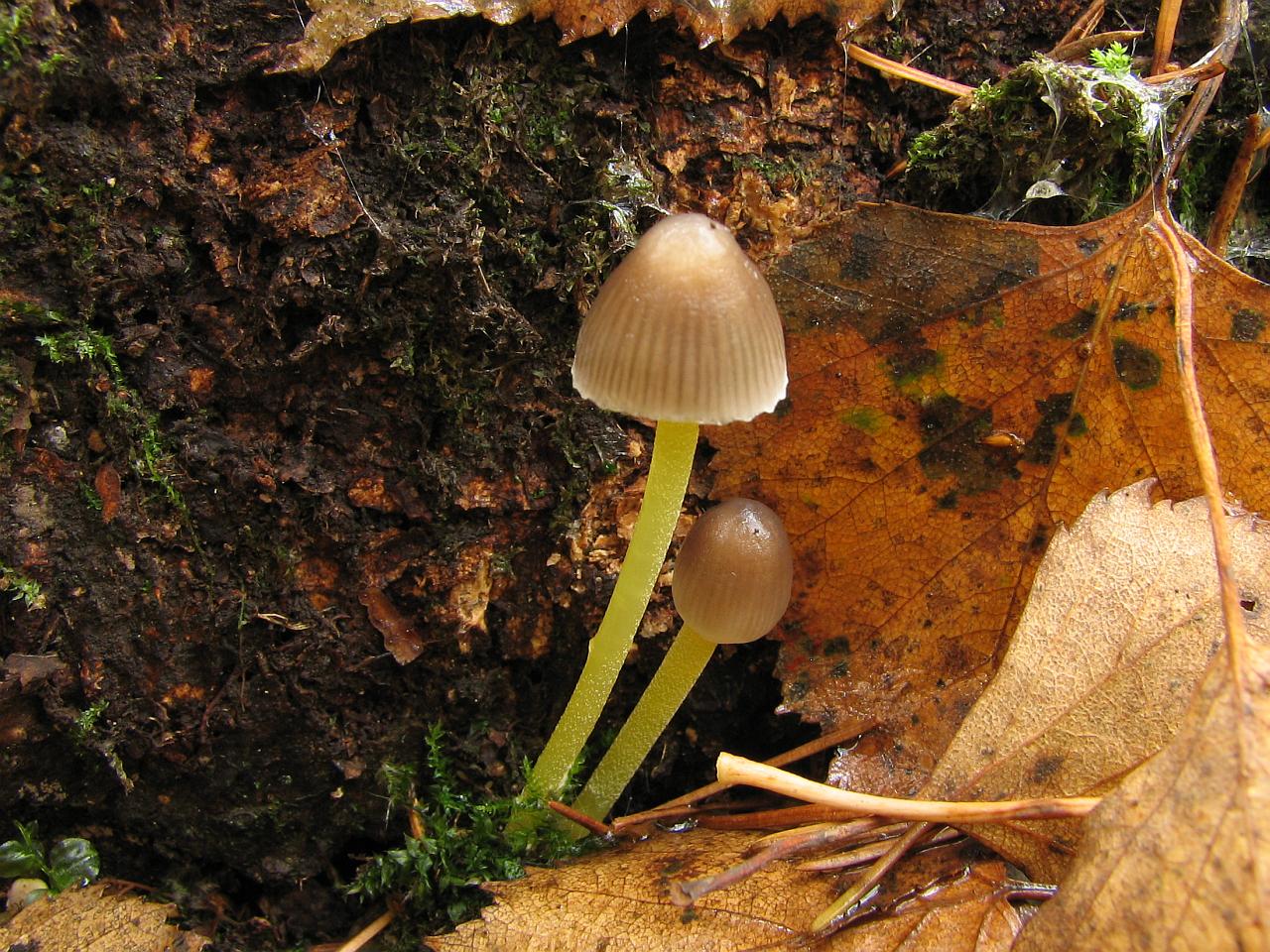 Mycena epipterygia