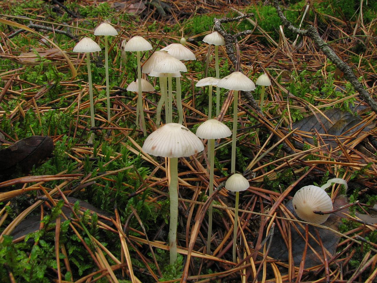 Mycena_epipterygioides