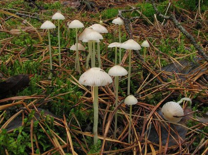 Mycena_epipterygioides