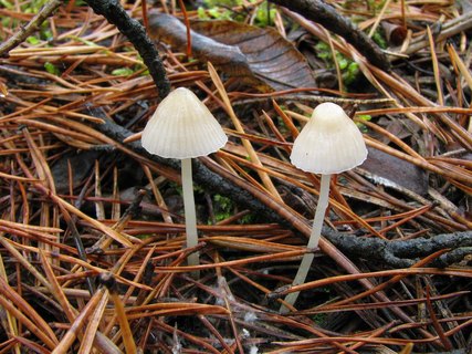 Mycena_epipterygioides