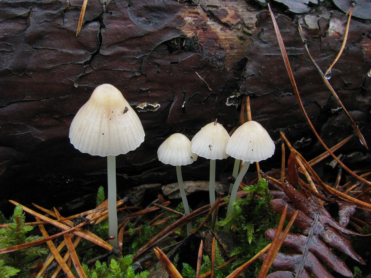 Mycena_epipterygioides