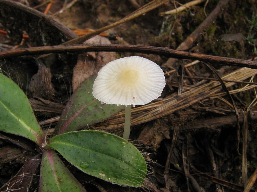 Atheniella