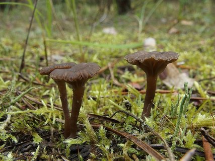 Arrhenia obatra