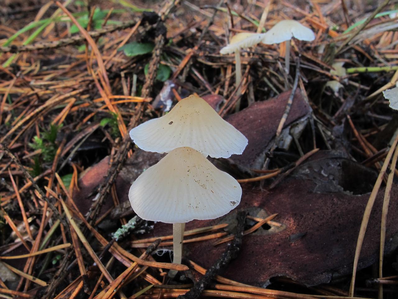 Atheniella flavoalba