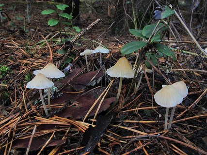 Atheniella flavoalba
