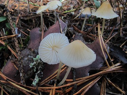 Atheniella flavoalba