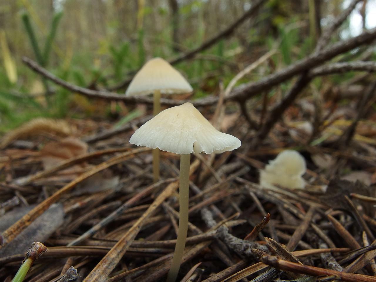 Atheniella flavoalba