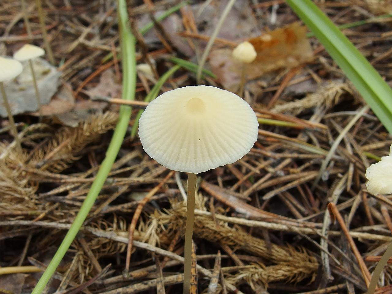 Atheniella flavoalba