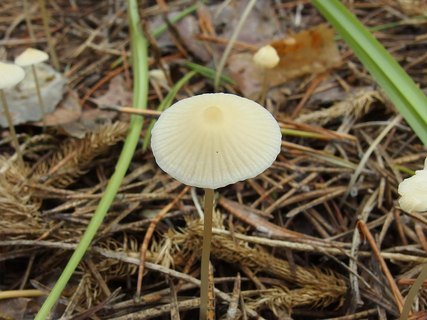 Atheniella flavoalba