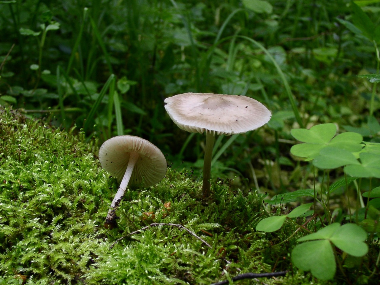 Mycena galericulata
