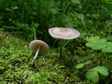 Mycena galericulata