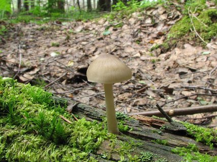 Mycena galericulata