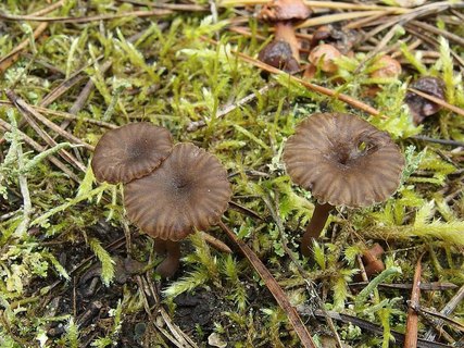 Arrhenia obatra