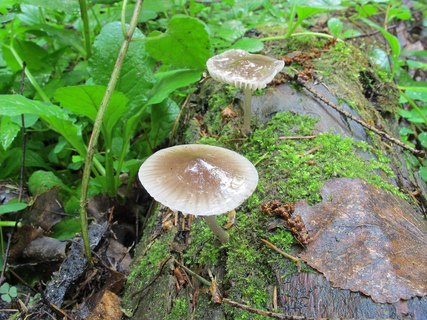 Mycena galericulata