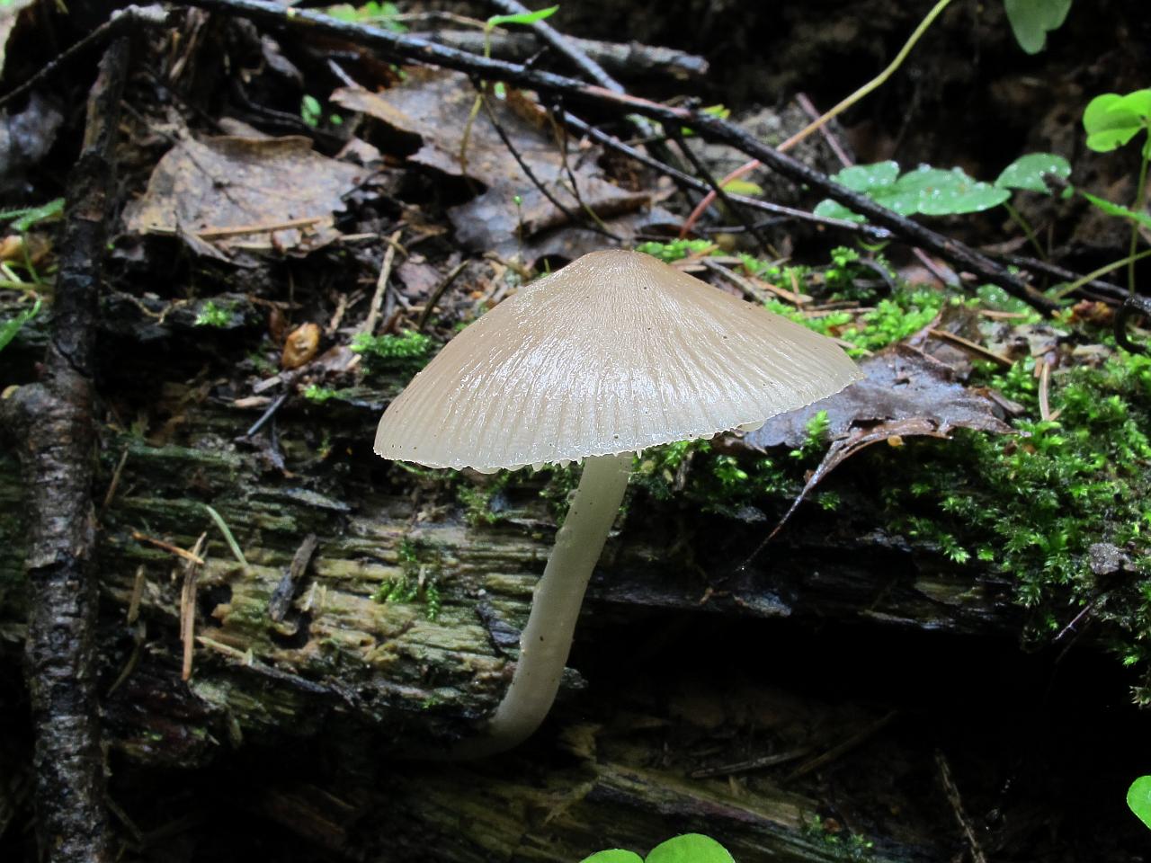 Mycena galericulata