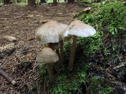 Mycena galericulata