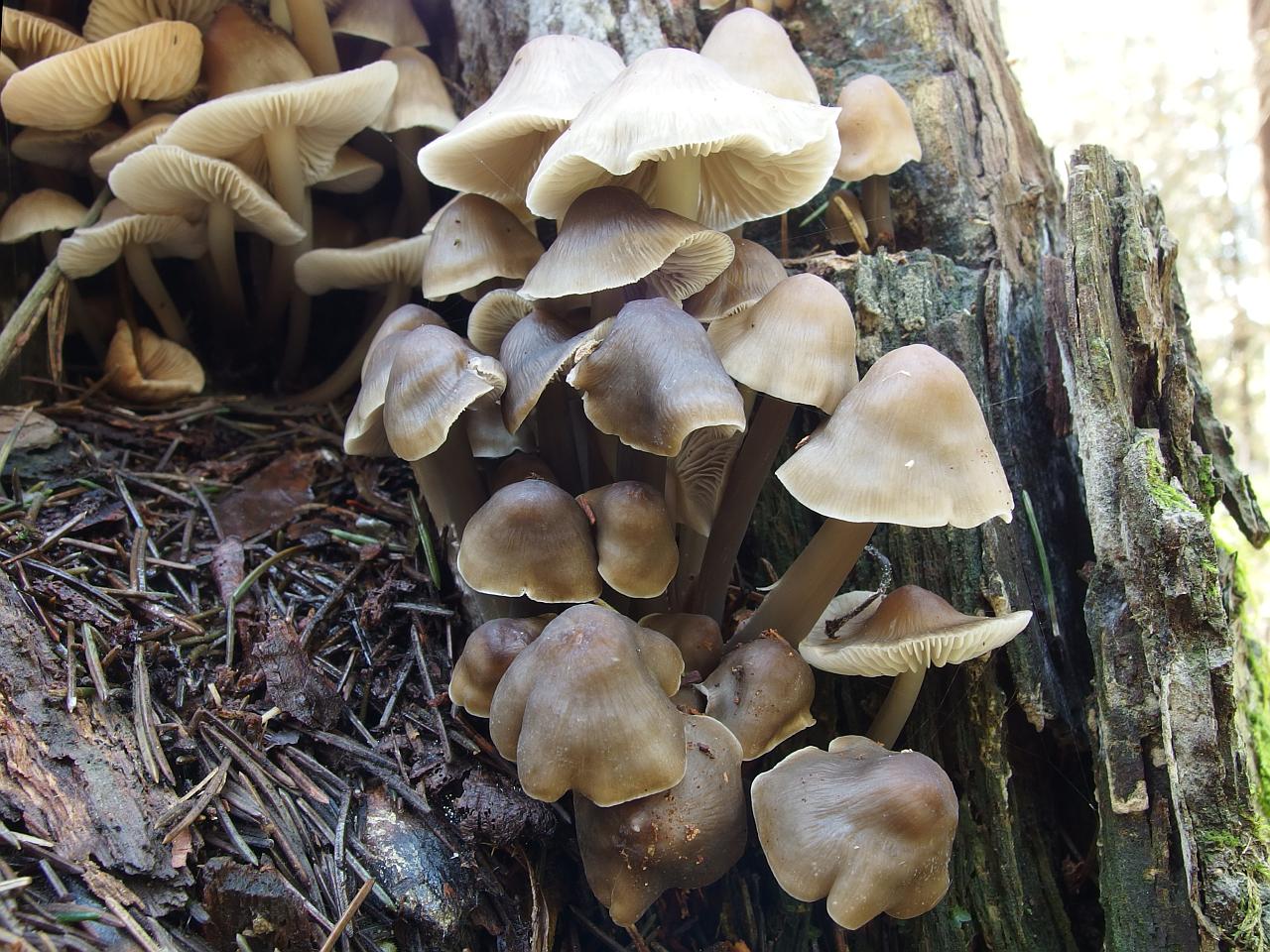 Mycena galericulata