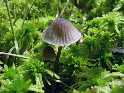Mycena galopus