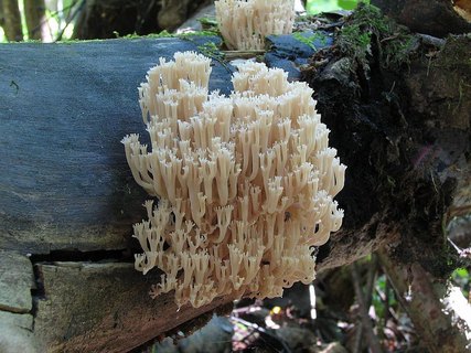 Artomyces pyxidatus
