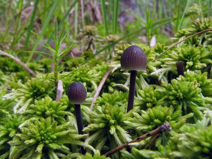 Mycena galopus