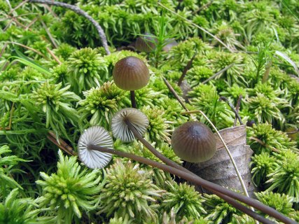 Mycena galopus