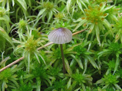 Mycena galopus