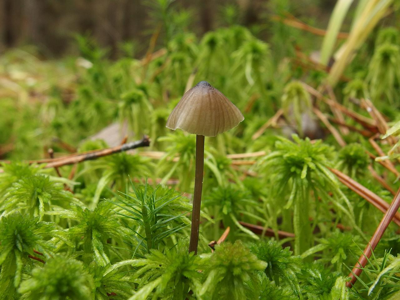 Mycena galopus