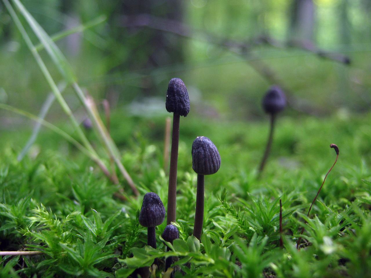 Mycena galopus