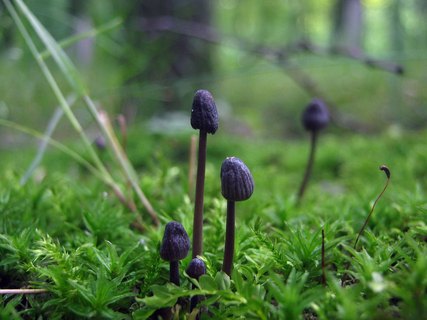 Mycena galopus