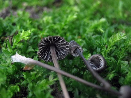 Mycena galopus