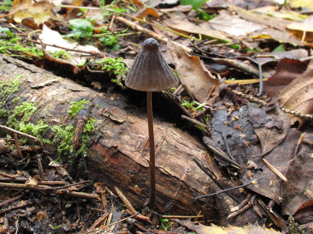 Mycena galopus