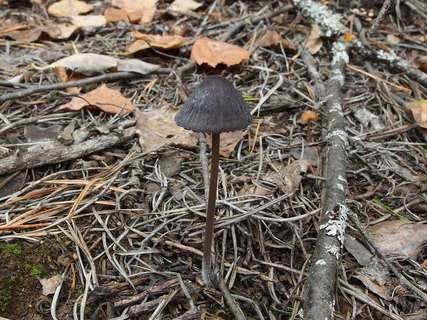 Mycena galopus