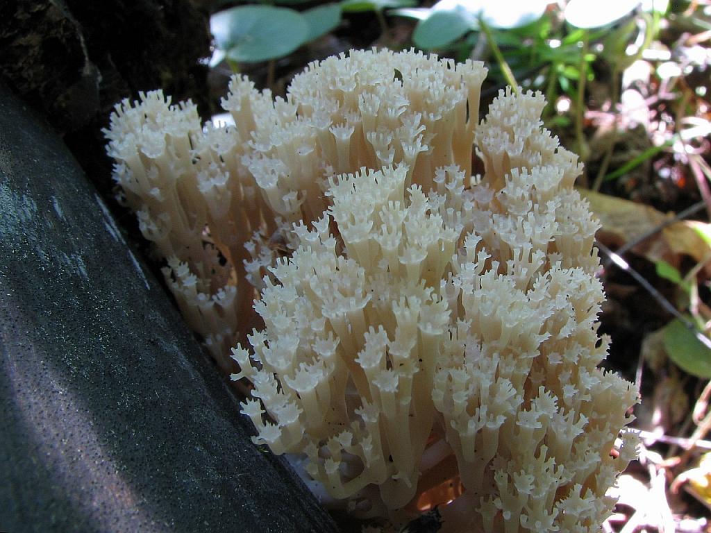 Artomyces pyxidatus