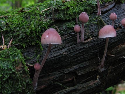 Mycena haematopus
