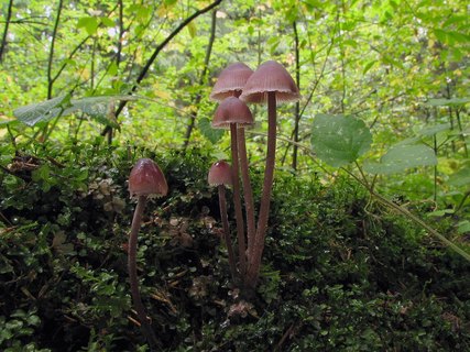 Mycena haematopus