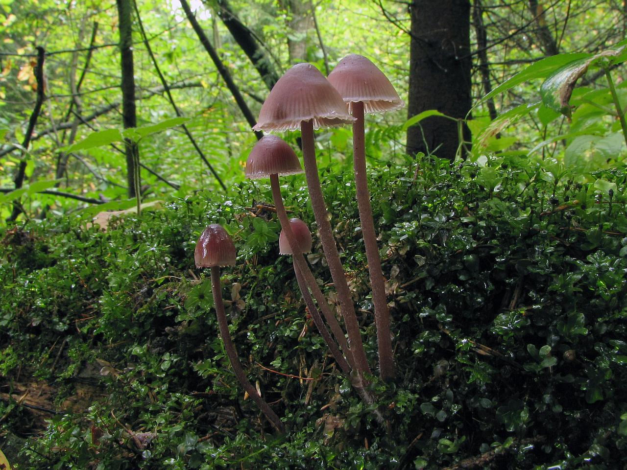 Mycena haematopus