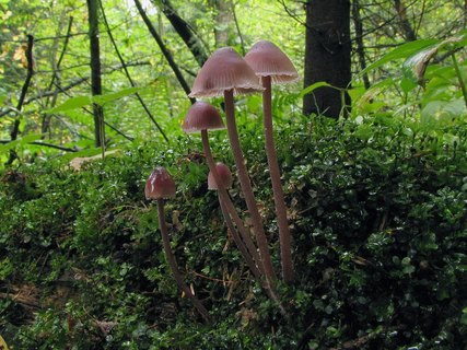 Mycena haematopus
