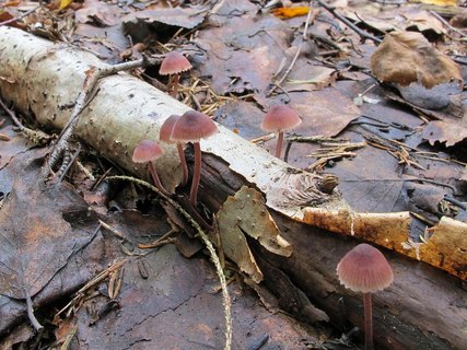 Mycena haematopus