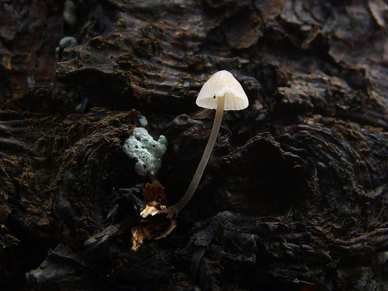 Mycena hiemalis