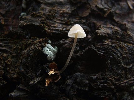Mycena hiemalis