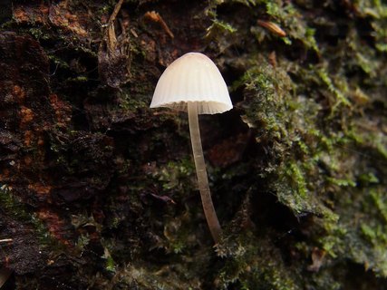 Mycena hiemalis
