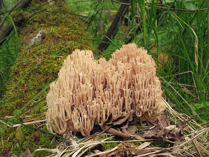 Artomyces pyxidatus