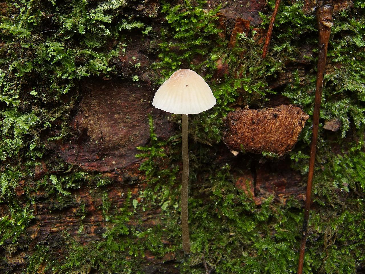Mycena hiemalis