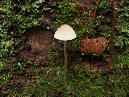Mycena hiemalis