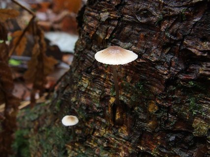 Mycena hiemalis