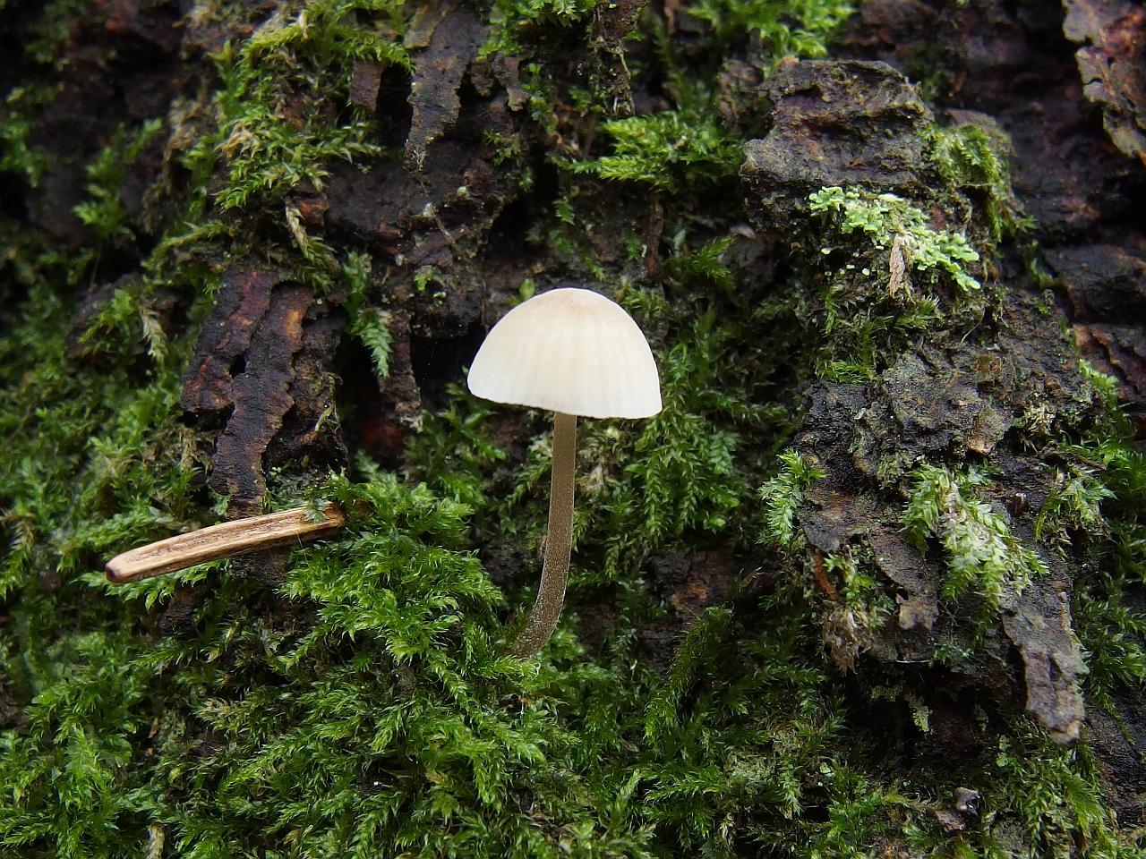 Mycena hiemalis