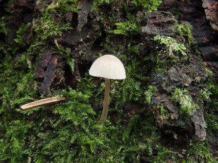 Mycena hiemalis