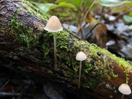 Mycena hiemalis