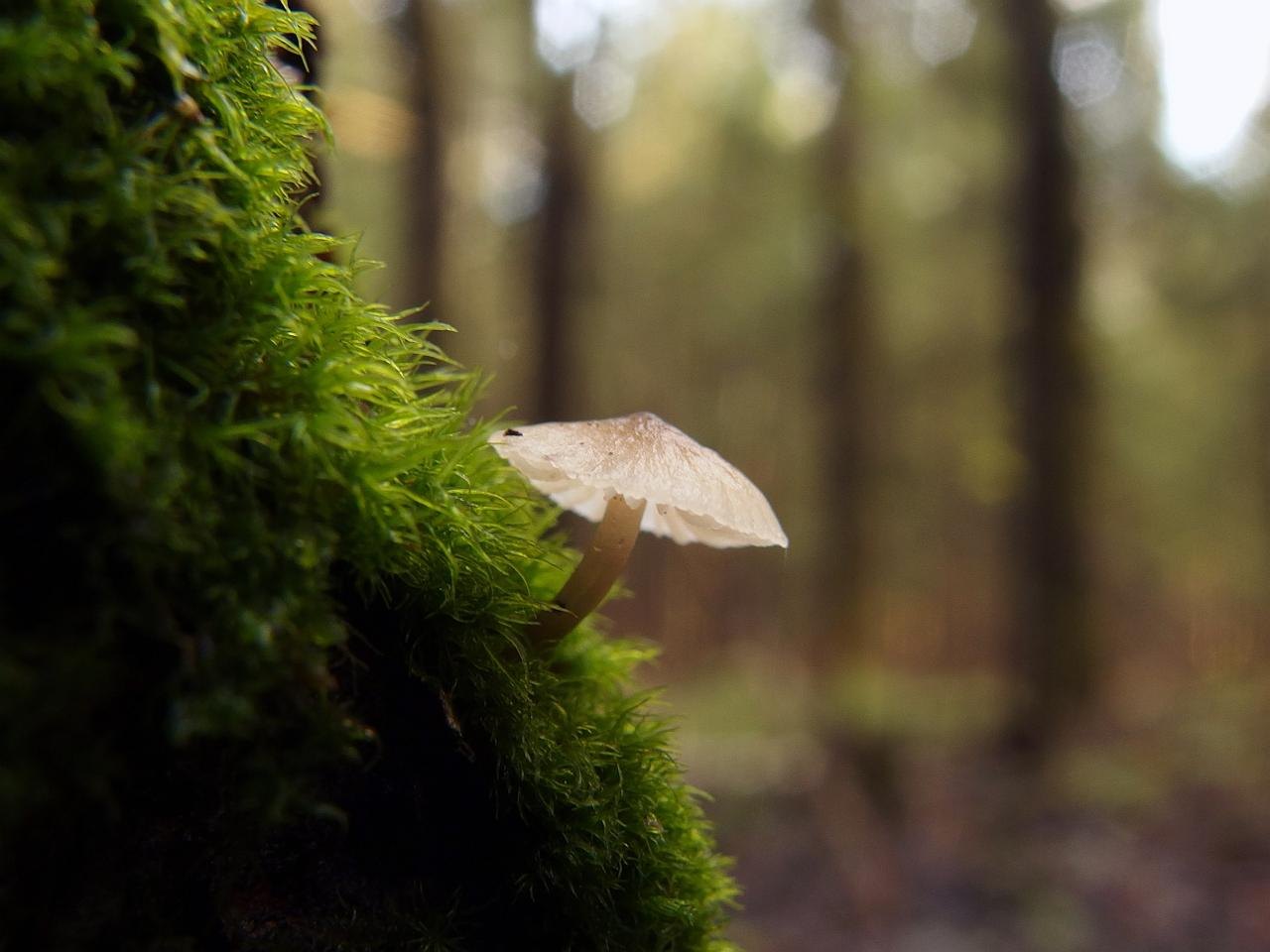 Mycena hiemalis